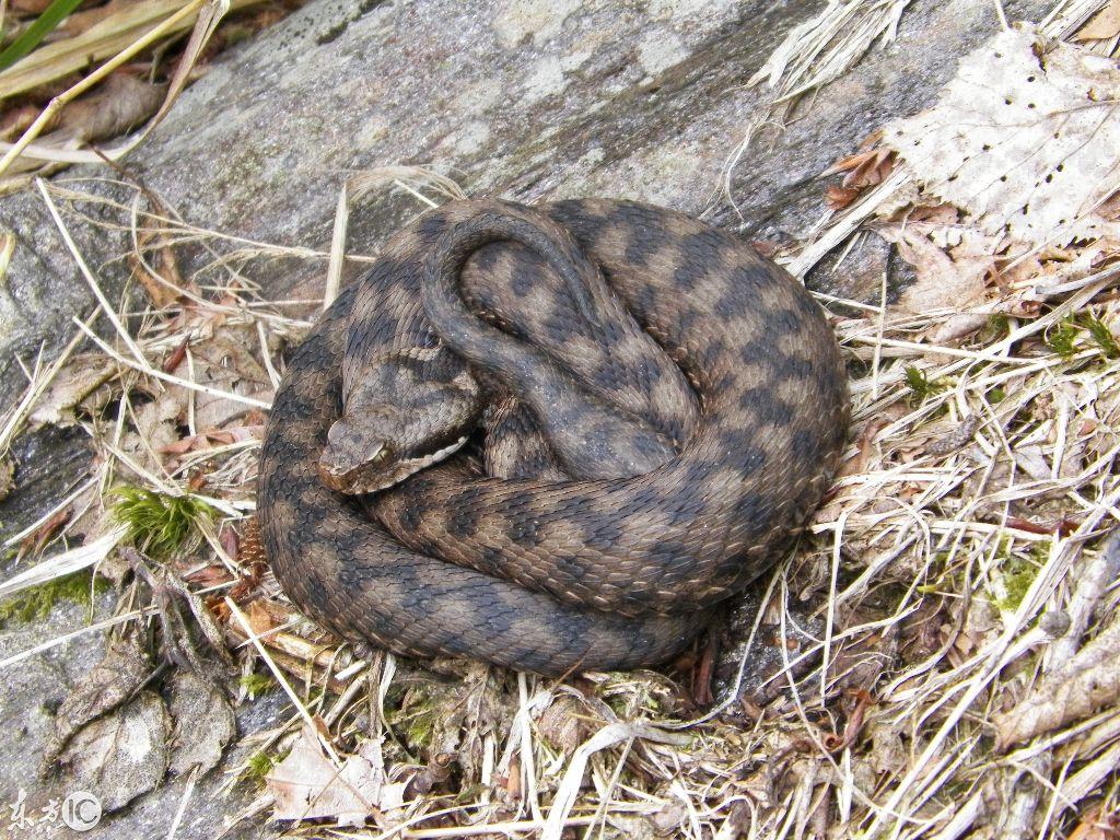 吉林,初学者与进阶用户适用的任务完成与技能学习指南